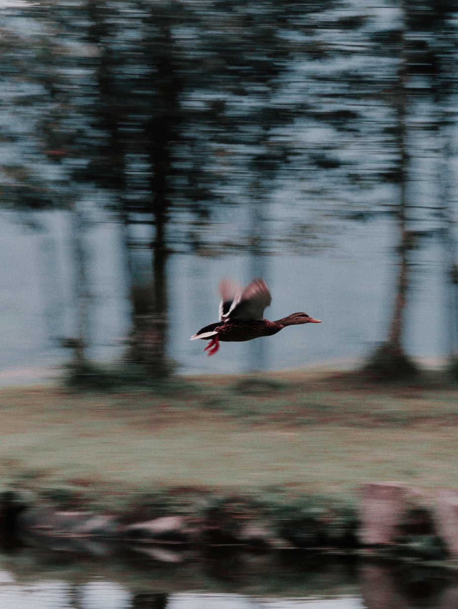 Bird In Flight Through Forest